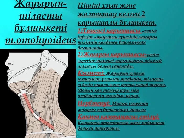 Жауырын-тіласты бұлшықеті m.omohyoideus Пішіні ұзын және жалпақтау келген 2 қарыншалы бұлшықет.