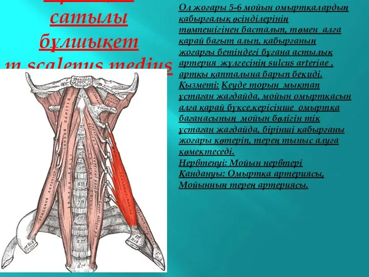 Ортаңғы сатылы бұлшықет m.scalenus medius Ол жоғары 5-6 мойын омыртқалардың қабырғалық