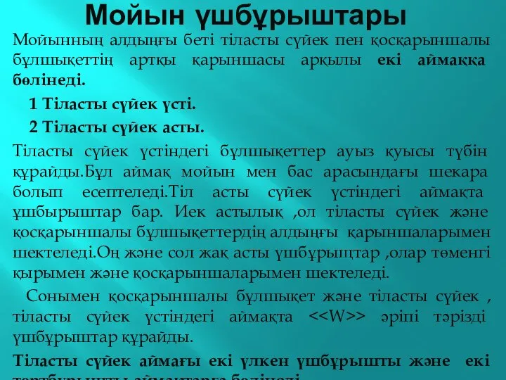 Мойын үшбұрыштары Мойынның алдыңғы беті тіласты сүйек пен қосқарыншалы бұлшықеттің артқы