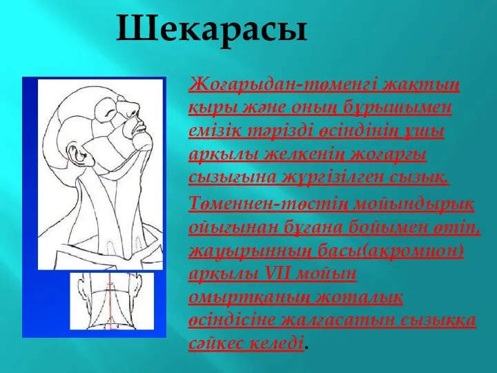 Шекарасы Жоғарыдан-төменгі жақтың қыры және оның бұрышымен емізік тәрізді өсіндінің ұшы