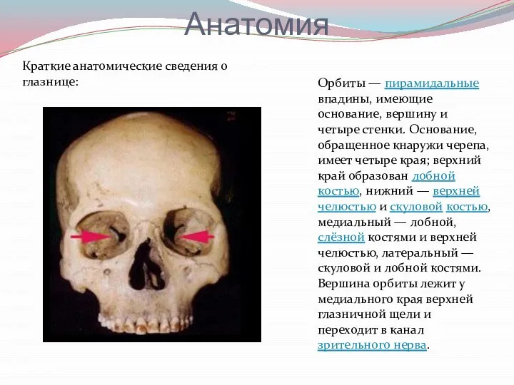 Анатомия Краткие анатомические сведения о глазнице: Орбиты — пирамидальные впадины, имеющие