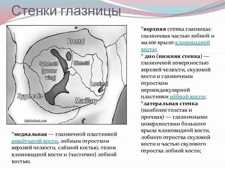 Стенки глазницы *верхняя стенка глазницы: глазничная частью лобной и малое крыло