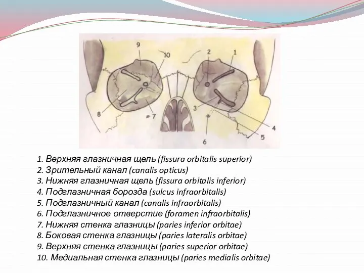 1. Верхняя глазничная щель (fissura orbitalis superior) 2. Зрительный канал (canalis