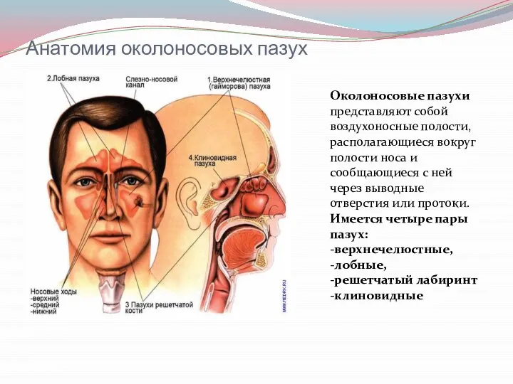 Анатомия околоносовых пазух Околоносовые пазухи представляют собой воздухоносные полости, располагающиеся вокруг