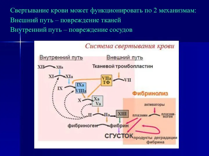 Свертывание крови может функционировать по 2 механизмам: Внешний путь – повреждение