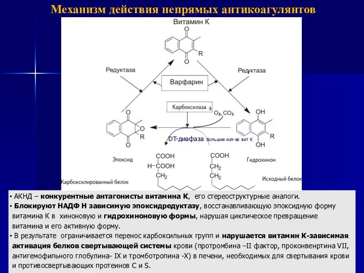 АКНД – конкурентные антагонисты витамина К, его стереоструктурные аналоги. Блокируют НАДФ