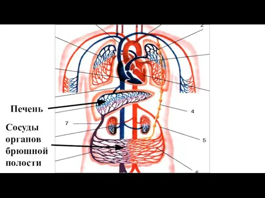 Печень Сосуды органов брюшной полости