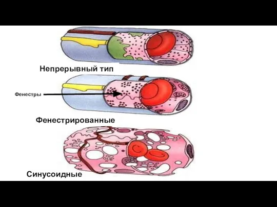 Фенестры Непрерывный тип Фенестрированные Синусоидные