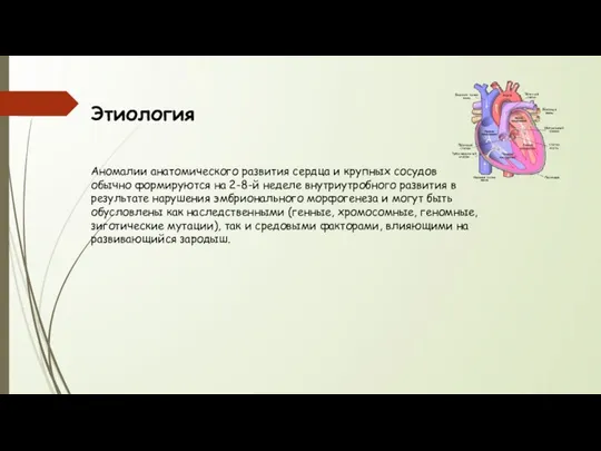 Этиология Аномалии анатомического развития сердца и крупных сосудов обычно формируются на