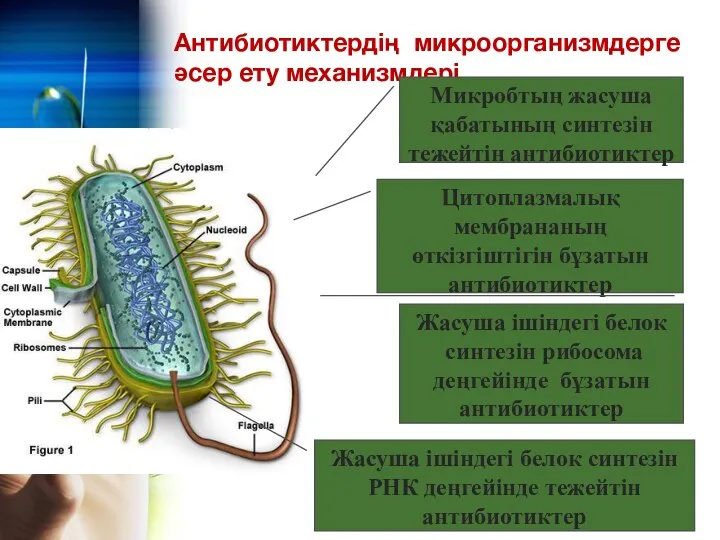 Антибиотиктердің микроорганизмдерге әсер ету механизмдері Микробтың жасуша қабатының синтезін тежейтін антибиотиктер