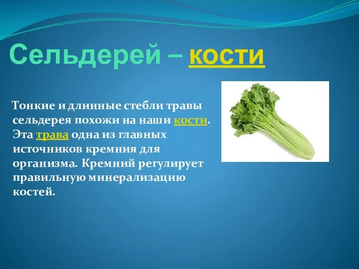 Сельдерей – кости Тонкие и длинные стебли травы сельдерея похожи на