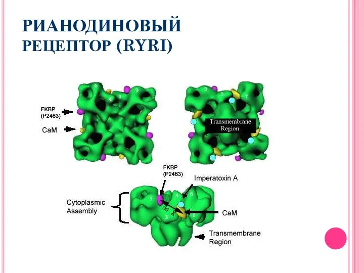 РИАНОДИНОВЫЙ РЕЦЕПТОР (RYRI)