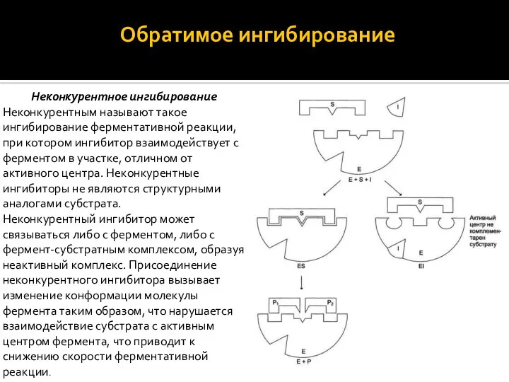 Обратимое ингибирование Неконкурентное ингибирование Неконкурентным называют такое ингибирование ферментативной реакции, при