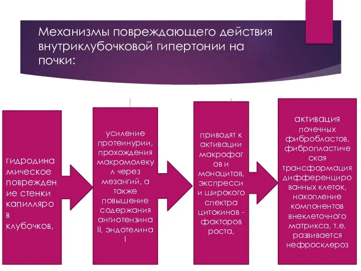 Механизмы повреждающего действия внутриклубочковой гипертонии на почки: гидродинамическое повреждение стенки капилляров