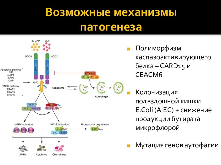 Возможные механизмы патогенеза Полиморфизм каспазоактивирующего белка – САRD15 и CEACM6 Колонизация