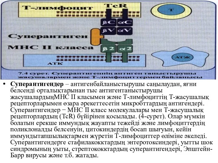 Cуперантигендер – антигенбайланыстырушы саңылаудан, яғни белсенді орталықтарынан тыс антигентаныстырушы жасушалардыңМНС II