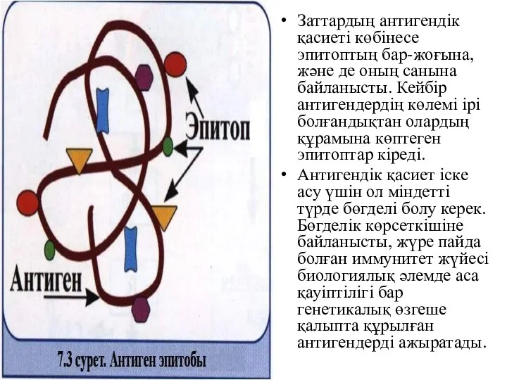 Заттардың антигендік қасиеті көбінесе эпитоптың бар-жоғына, және де оның санына байланысты.