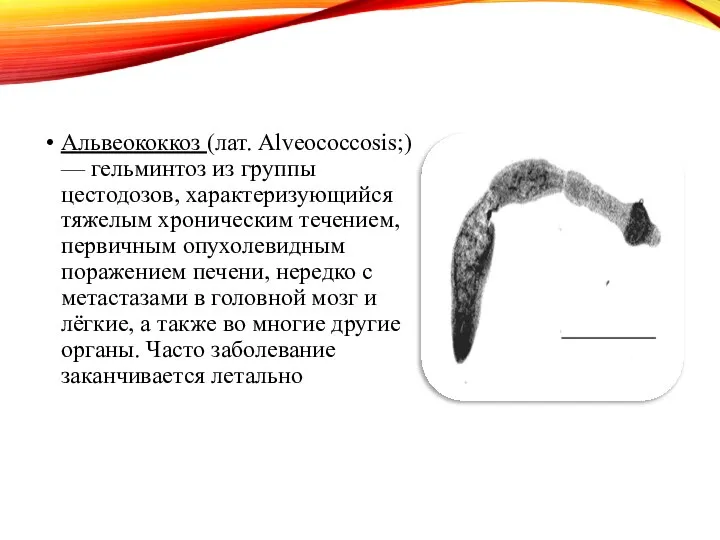 Альвеококкоз (лат. Alveococcosis;) — гельминтоз из группы цестодозов, характеризующийся тяжелым хроническим