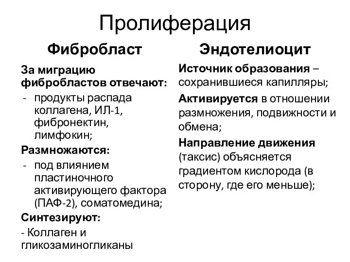 Пролиферация Фибробласт За миграцию фибробластов отвечают: продукты распада коллагена, ИЛ-1, фибронектин,