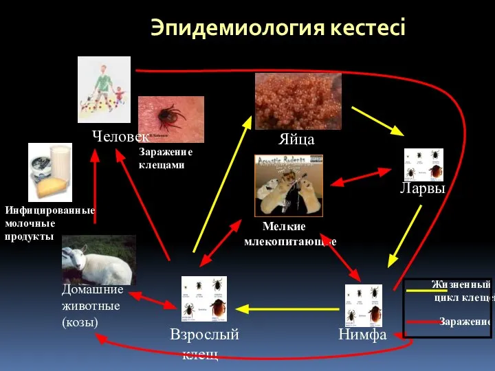 Эпидемиология кестесі Мелкие млекопитающие Ларвы Нимфа Взрослый клещ Человек Заражение клещами