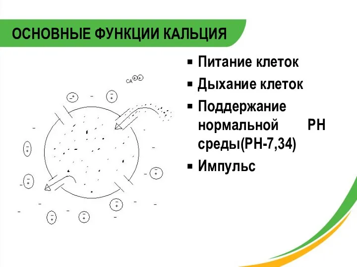 ОСНОВНЫЕ ФУНКЦИИ КАЛЬЦИЯ Питание клеток Дыхание клеток Поддержание нормальной PH среды(PH-7,34) Импульс