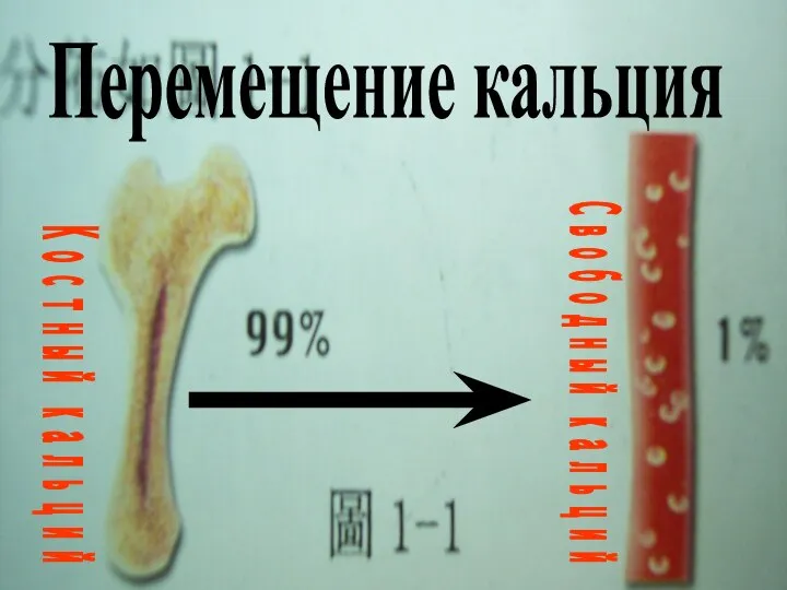 Костный кальций Свободный кальций Перемещение кальция