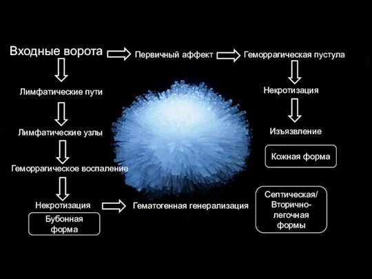 Входные ворота Первичный аффект Геморрагическая пустула Некротизация Изъязвление Лимфатические пути Лимфатические