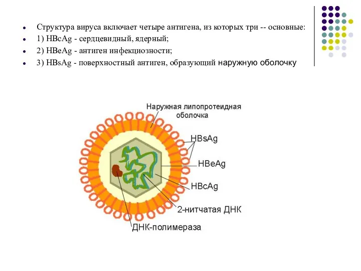 Структура вируса включает четыре антигена, из которых три -- основные: 1)