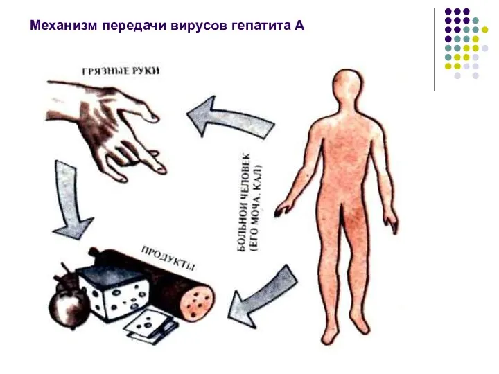 Механизм передачи вирусов гепатита А