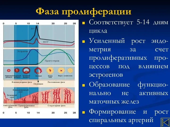 Фаза пролиферации Соответствует 5-14 дням цикла Усиленный рост эндо-метрия за счет