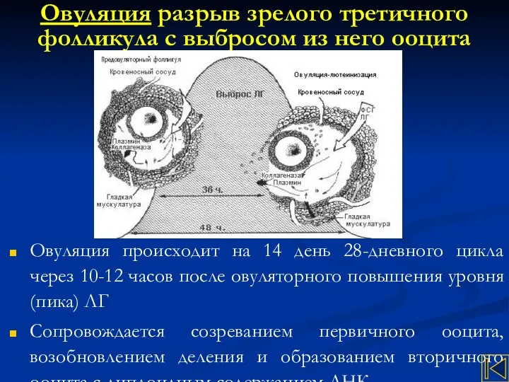 Овуляция разрыв зрелого третичного фолликула с выбросом из него ооцита Овуляция