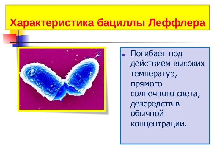 Характеристика бациллы Леффлера Погибает под действием высоких температур, прямого солнечного света, дезсредств в обычной концентрации.