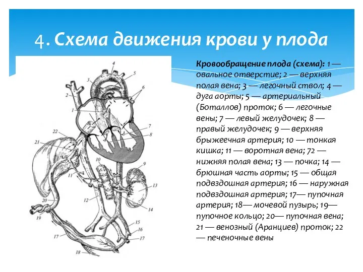 4. Схема движения крови у плода Кровообращение плода (схема): 1 —