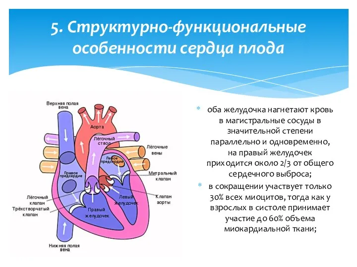 оба желудочка нагнетают кровь в магистральные сосуды в значительной степени параллельно