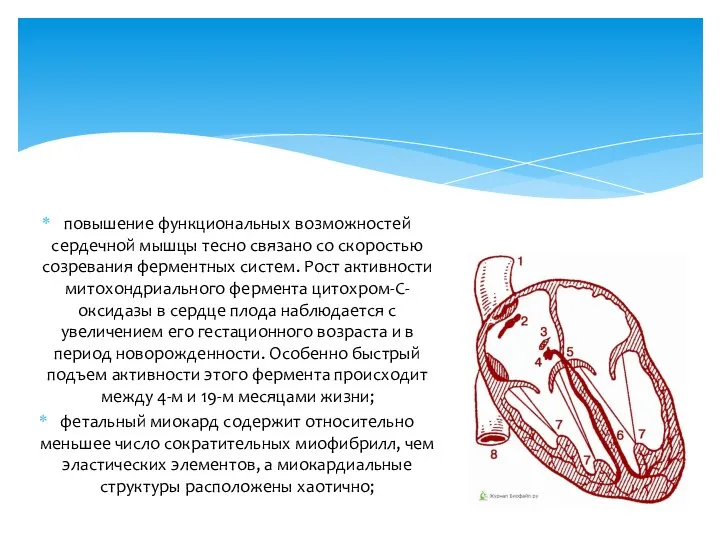 повышение функциональных возможностей сердечной мышцы тесно связано со скоростью созревания ферментных