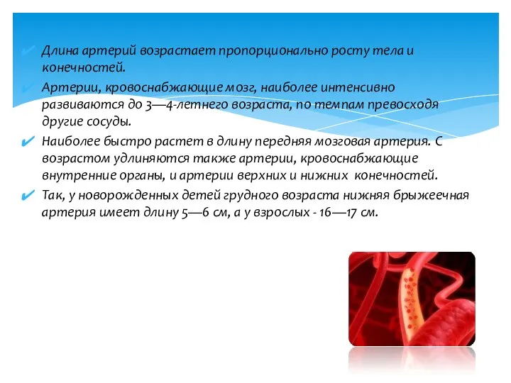 Длина артерий возрастает пропорционально росту тела и конечностей. Артерии, кровоснабжающие мозг,