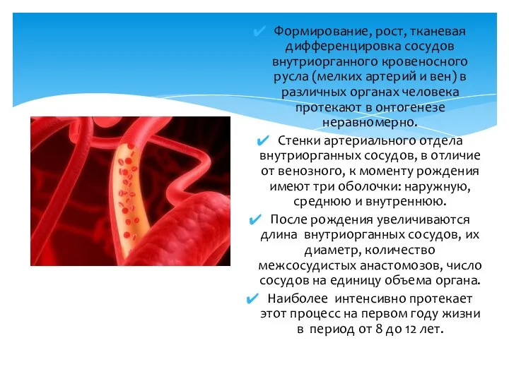 Формирование, рост, тканевая дифференцировка сосудов внутриорганного кровеносного русла (мелких артерий и