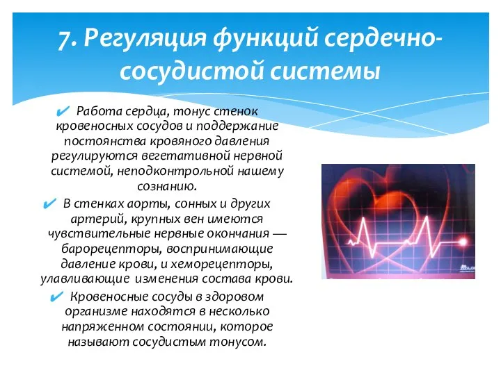 Работа сердца, тонус стенок кровеносных сосудов и поддержание постоянства кровяного давления