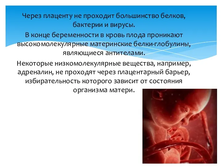 Через плаценту не проходит большинство белков, бактерии и вирусы. В конце