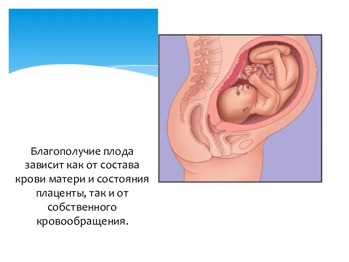 Благополучие плода зависит как от состава крови матери и состояния плаценты, так и от собственного кровообращения.