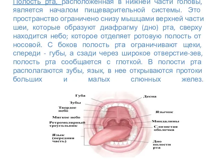 Полость рта, расположенная в нижней части головы, является началом пищеварительной системы.