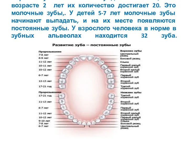 Первые зубы появляются у детей 5-7 мес, а в возрасте 2