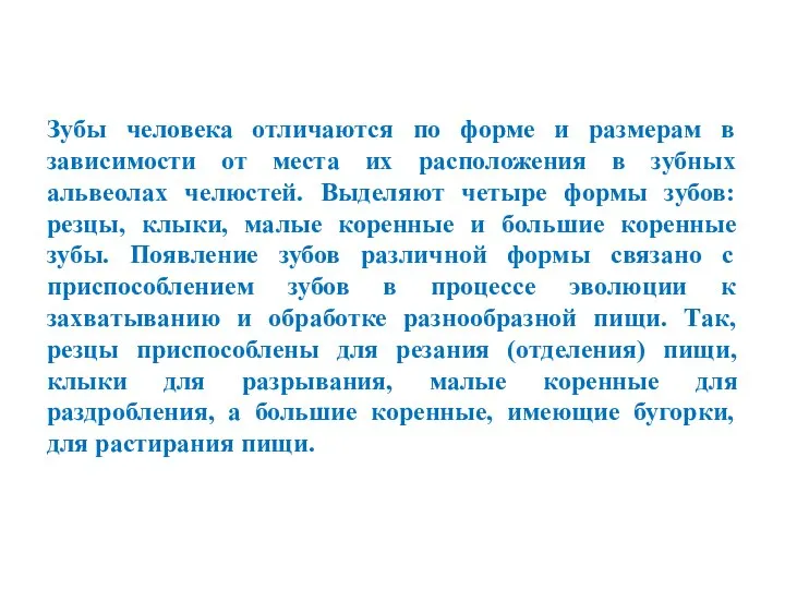 Зубы человека отличаются по форме и размерам в зависимости от места