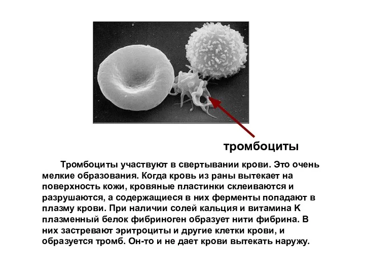 Тромбоциты участвуют в свертывании крови. Это очень мелкие образования. Когда кровь