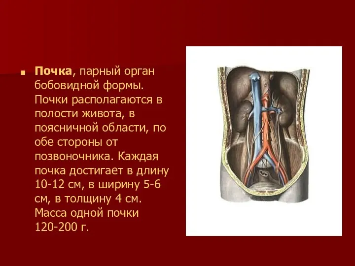 Почка, парный орган бобовидной формы. Почки располагаются в полости живота, в