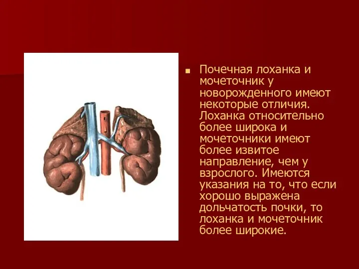 Почечная лоханка и мочеточник у новорожденного имеют некоторые отличия. Лоханка относительно