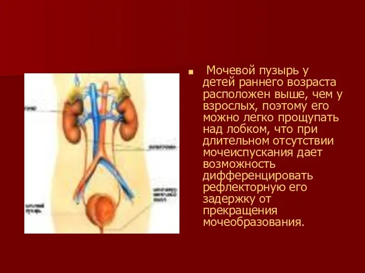 Мочевой пузырь у детей раннего возраста расположен выше, чем у взрослых,