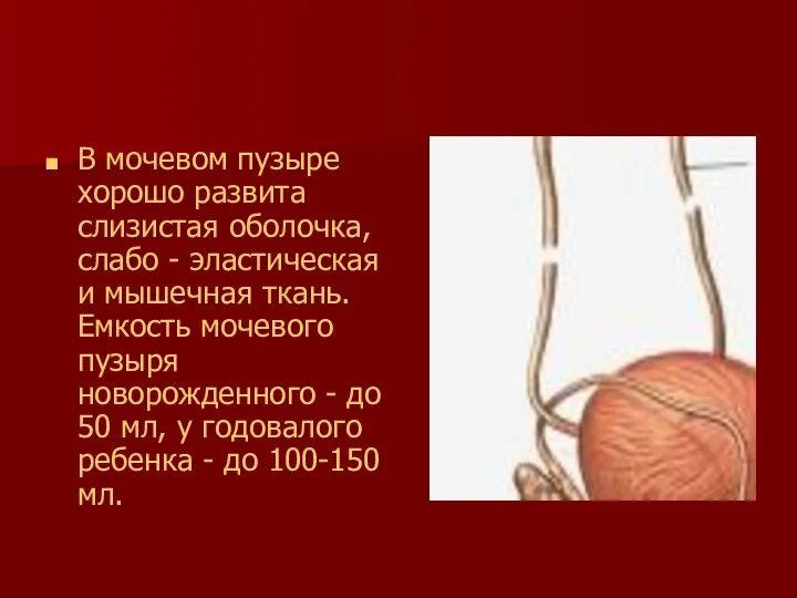 В мочевом пузыре хорошо развита слизистая оболочка, слабо - эластическая и