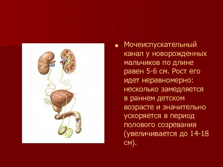 Мочеиспускательный канал у новорожденных мальчиков по длине равен 5-6 см. Рост