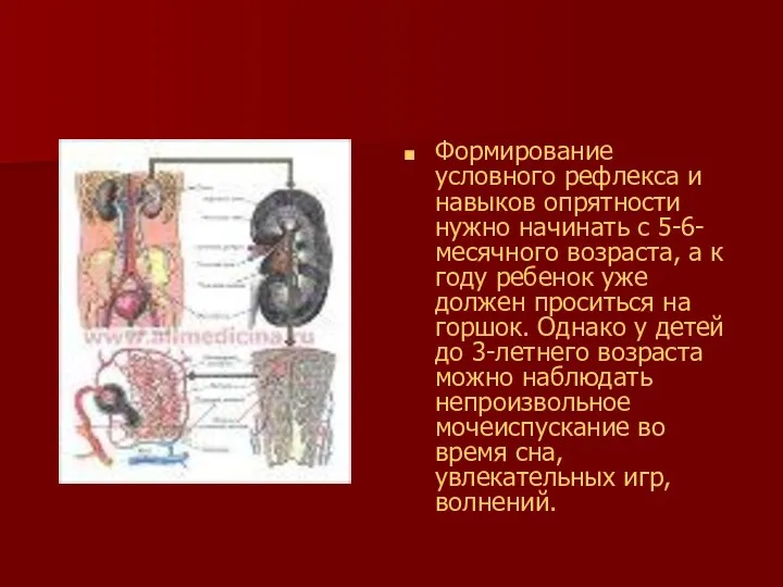 Формирование условного рефлекса и навыков опрятности нужно начинать с 5-6-месячного возраста,